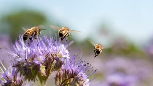 Abejas resuelven ecuaciones matemáticas sin usar números