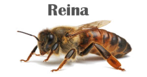 Abejas reinas colmen enjambre