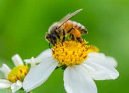 ¿Qué es la Varroa destructor de la abeja? ¿Qué remedios hay para matar o combatir la varroa destructor?