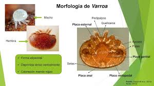 ¿Qué es la Varroa destructor de la abeja? ¿Qué remedios hay para matar o combatir la varroa destructor?