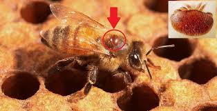 Varroa destructor biología. Varroa destructor biología y comportamiento.