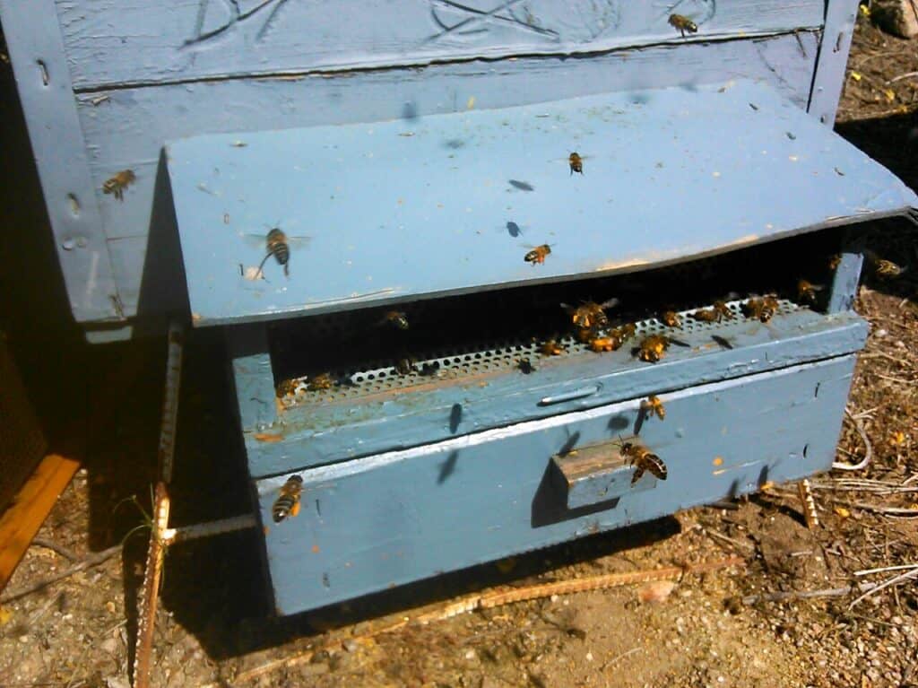 Polen de abejas cómo tomarlo, propiedades y beneficios