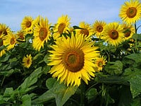 ¿Qué es el polen abejas o flores? De dónde sale el polen de flores y qué plantas tienen polen.