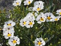 ¿Qué es el polen abejas o flores? De dónde sale el polen de flores y qué plantas tienen polen.