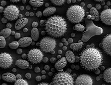 Polen de abejas cómo tomarlo, propiedades y beneficios