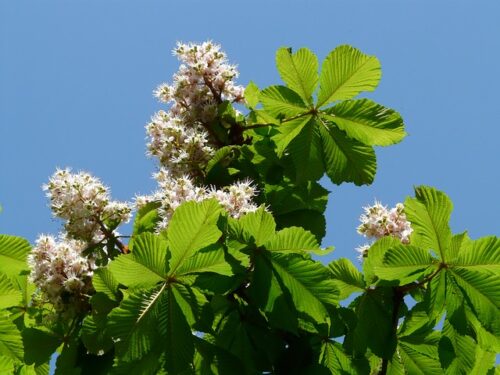 Beneficios de la Miel de Castaño. Árbol del castaño..