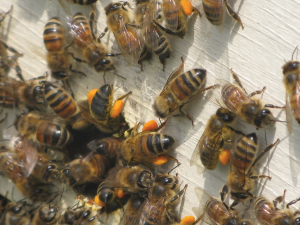 Para qué sirve el polen de abeja