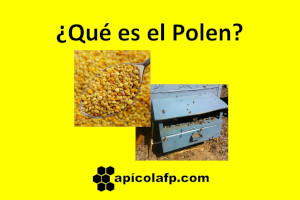 ¿Qué es, para qué sirve y cómo tomar el polen de abeja?
