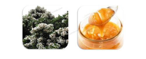 Miel de ulmo qué es, beneficios y propiedades. Qué es la miel de ulmo y dónde se produce. Cómo es la miel de ulmo. Propiedades y beneficios de la miel de Ulmo. Dónde comprar miel de Ulmo natural. Apicolafp.