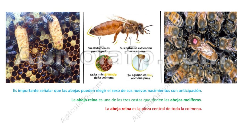 Abeja reina